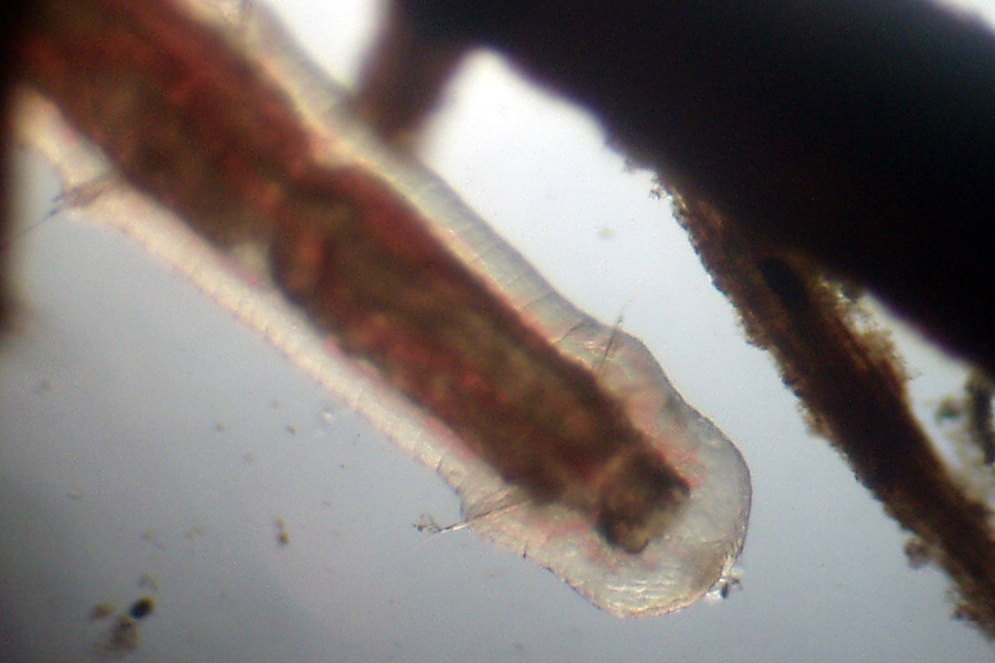 Tubifex  sp.